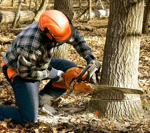 Tree Removal in Titusville, NJ